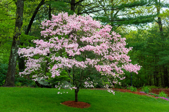 Arboretum